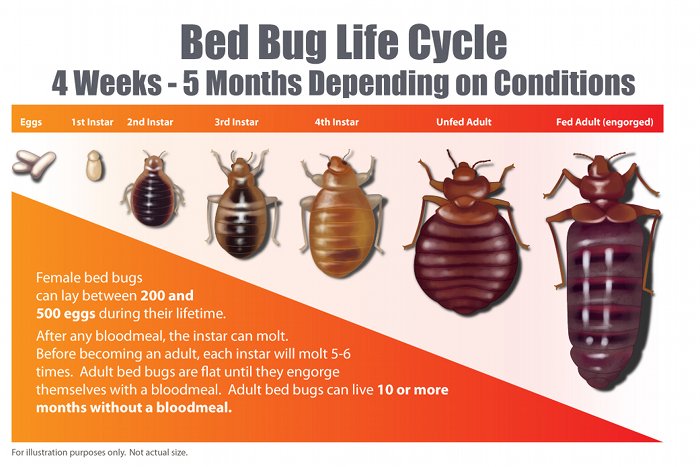 Bed Bug Inspection Extermination, How Long Can Bed Bugs Live In Encasements